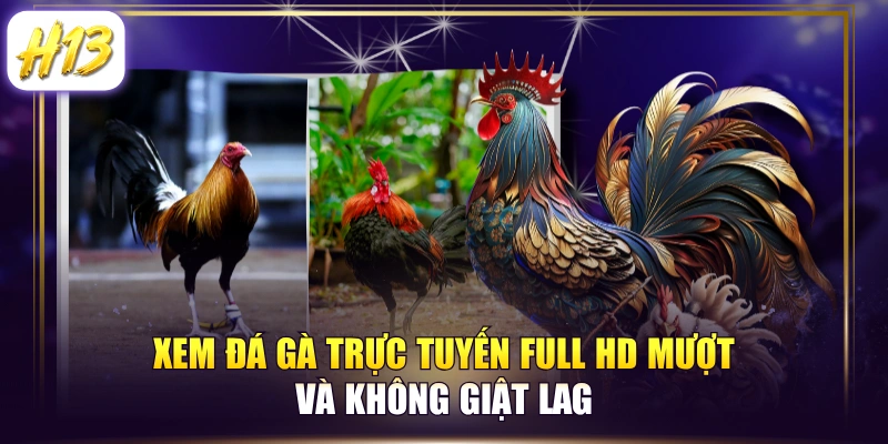 Xem Đá Gà Trực Tuyến Full HD Mượt Và Không Giật Lag 